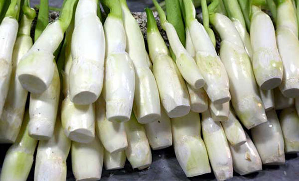 ������ʲô���� ʲôʳ������������